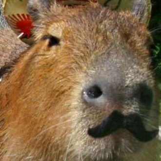 Capybara