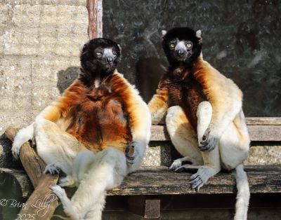 Crowned sifakas